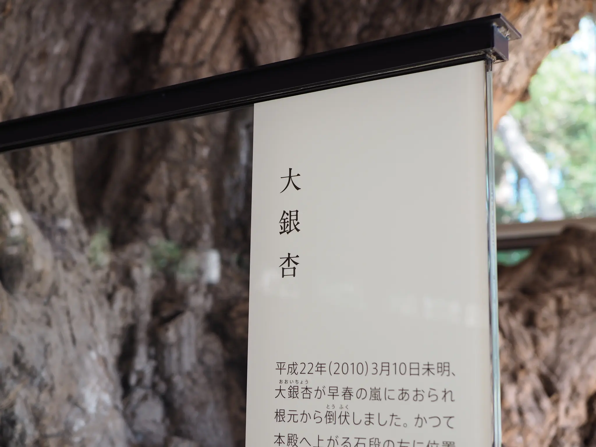 【#秋の鎌倉さんぽ】紅葉の鶴ヶ丘八幡宮♡ あの銀杏に会えるカフェ。_8