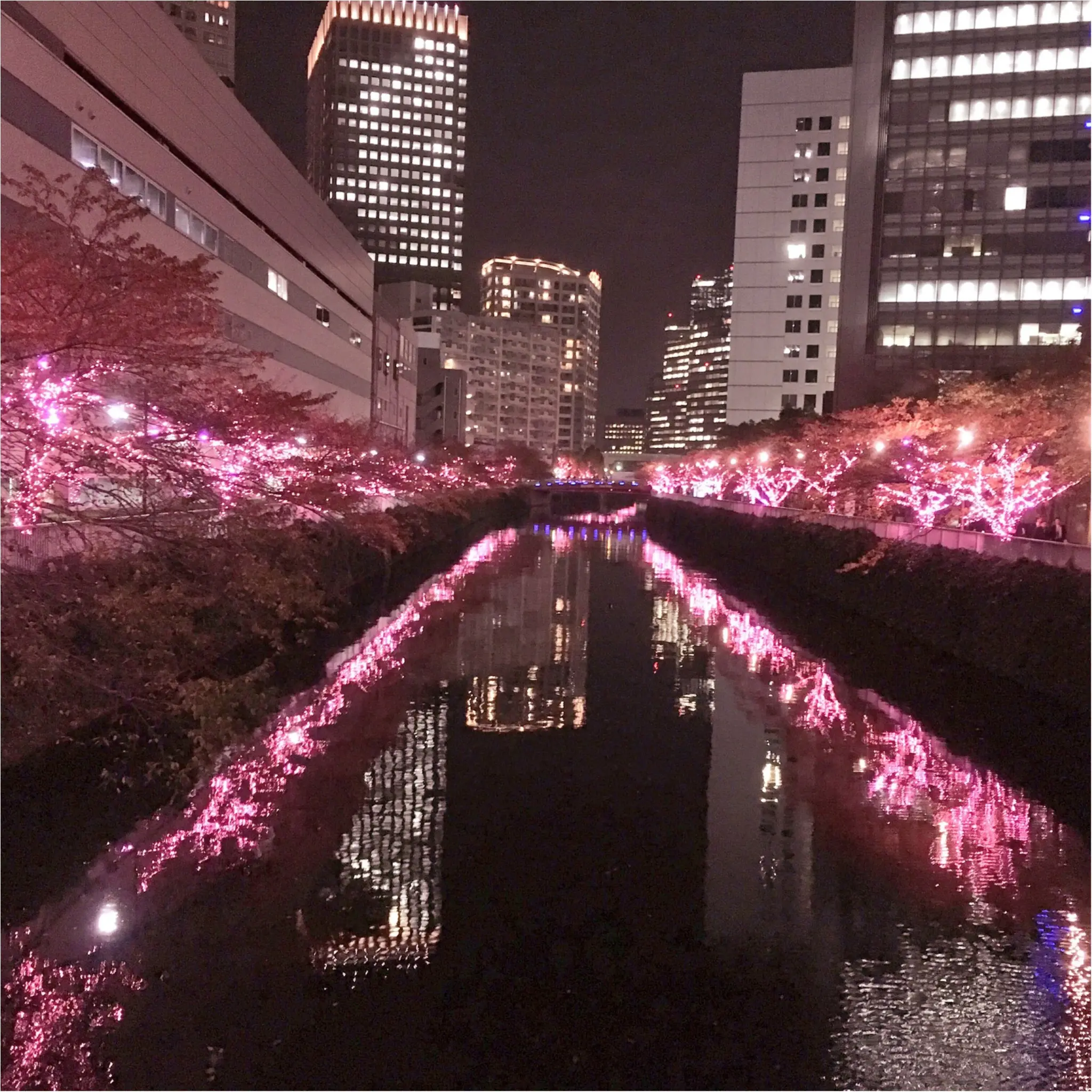 『目黒川』に『冬の桜』が咲きました(*°○°*)♡最新の『環境にやさしいイルミネーション』って???_2
