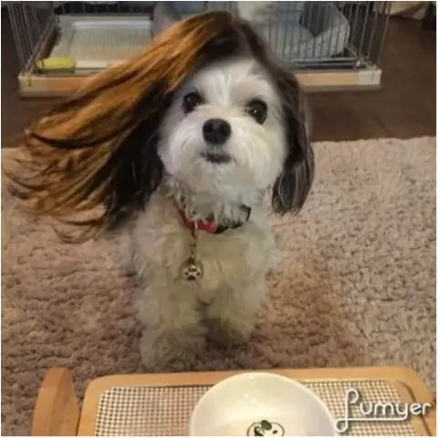 【今日のわんこ】ロングヘアに憧れる~♡ 太郎くんのヘアチェンジ合成写真をお披露目!_1
