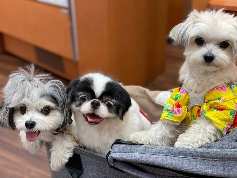 今週のわんこ 太郎くんと愉快な犬仲間たちが久しぶりに集合 今日のわんこ にゃんこ Daily More