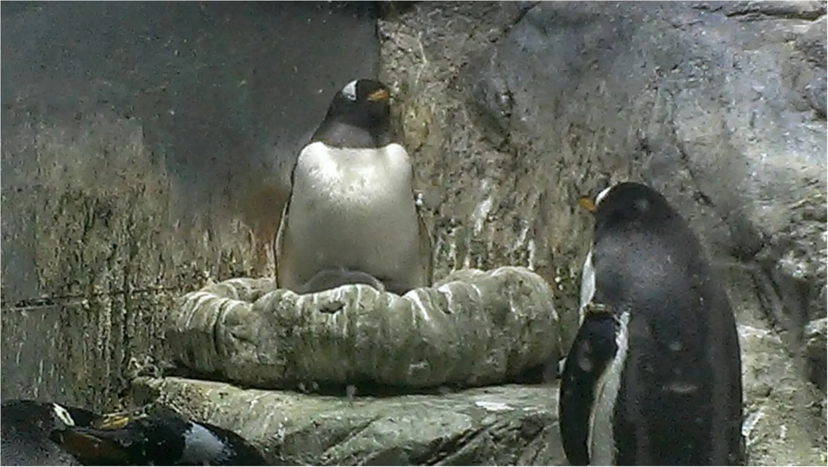 とっても可愛い 海遊館 でペンギンの赤ちゃんが生まれましたよ 443 まゆ Moreインフルエンサーズブログ Daily More