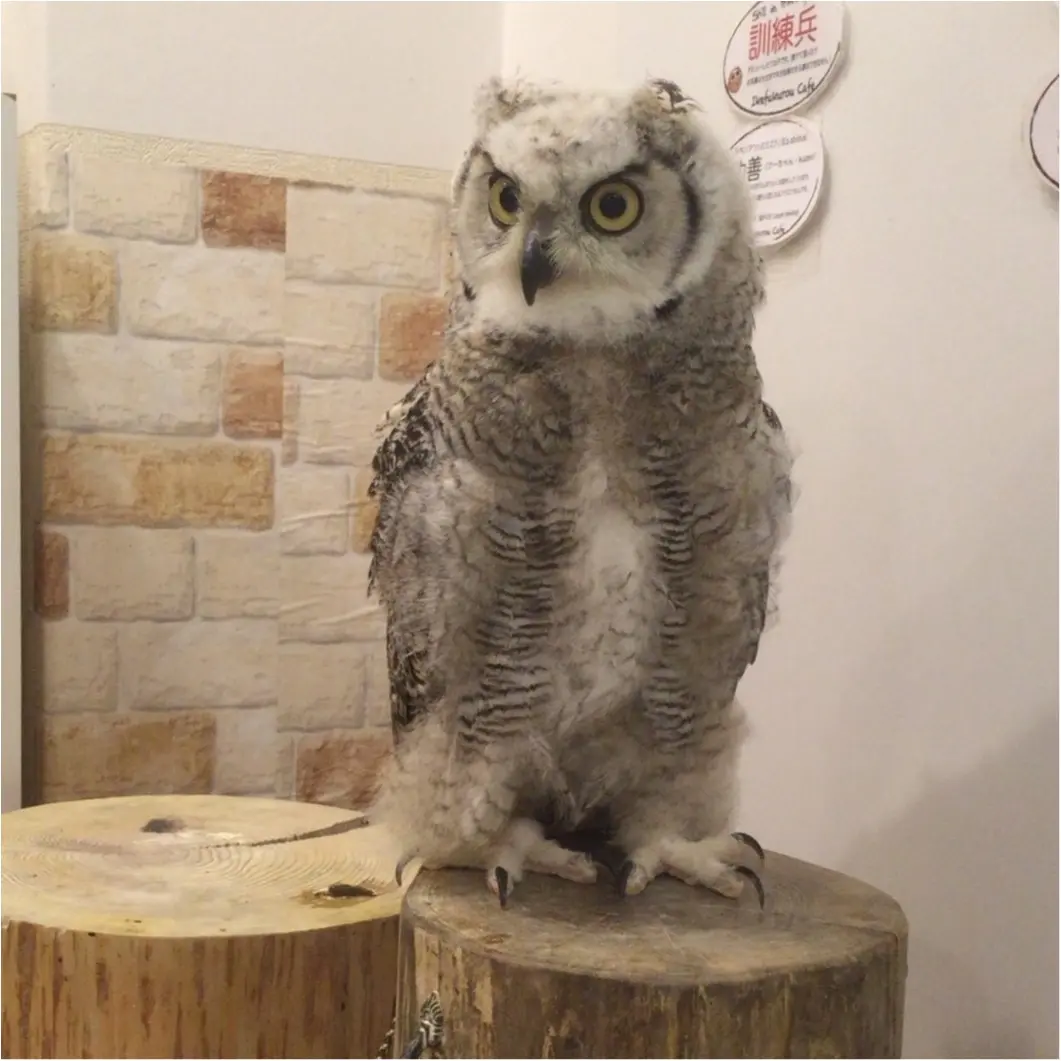 週末の疲れに癒しを...手乗りサイズがかわいすぎる♡【*ふくろうカフェ*】の写真たち☺︎_1