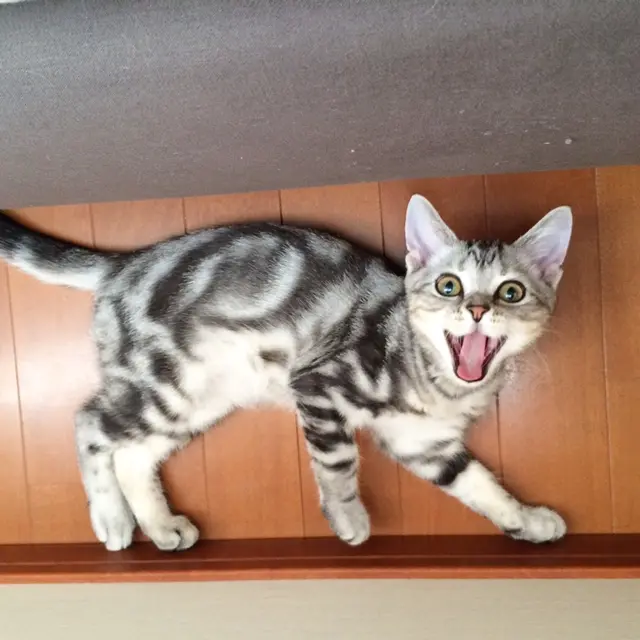 本日のにゃんこ アランくん アメリカンショートヘア_1