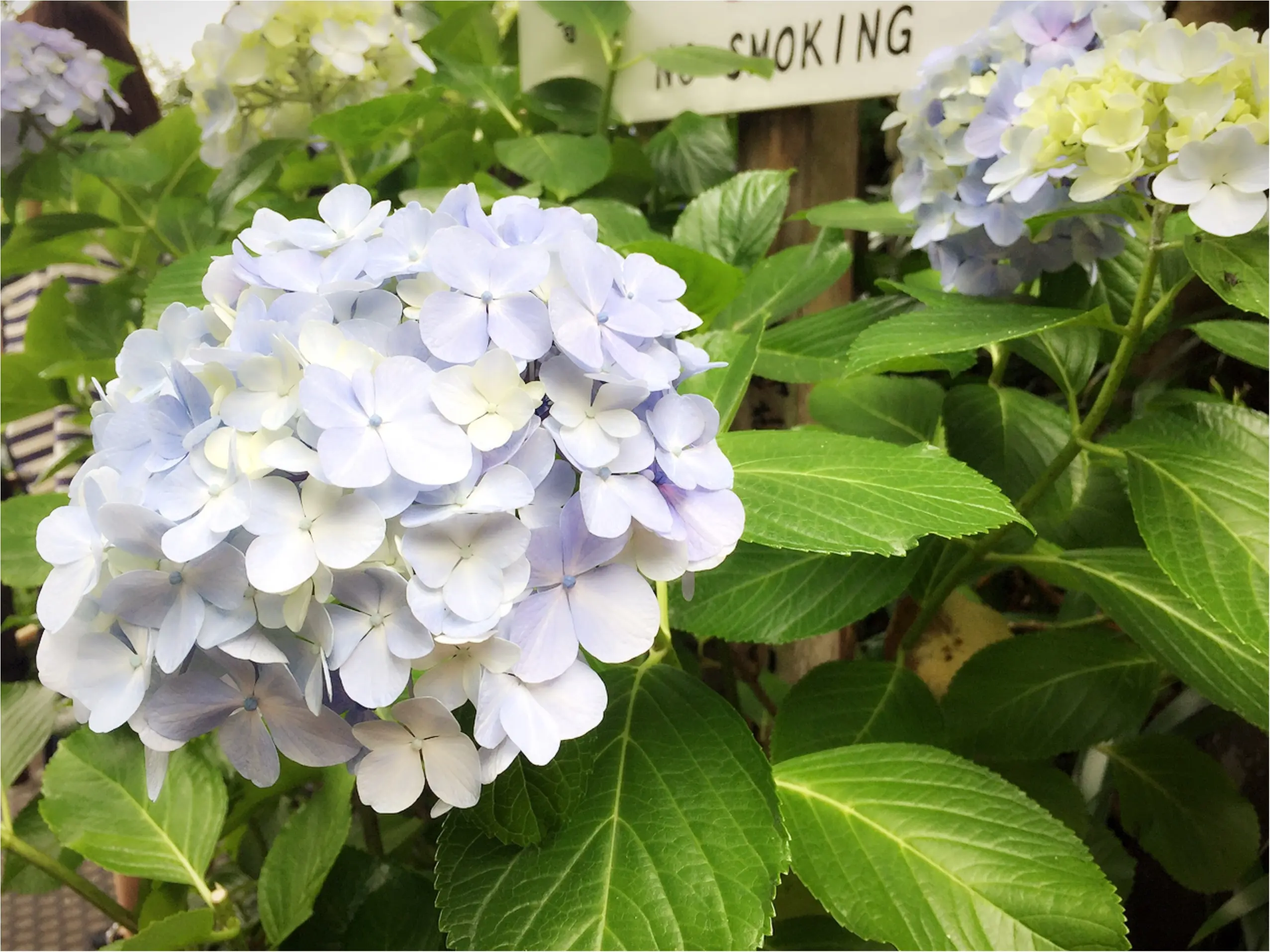 週末鎌倉さんぽ。今が見頃!紫陽花を見に長谷寺へ行ってきました♡*_6