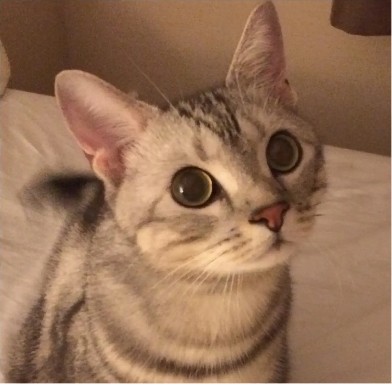 【今日のにゃんこ】まだまだ寝たくない~! 宵っ張りのアランくん_1