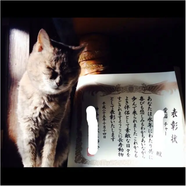 猫好き集まれっ♡ 今日のにゃんこ✳︎モアハピver♡_3