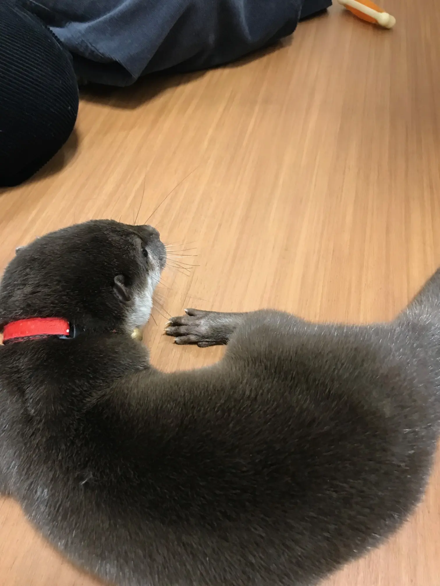 【池袋】コツメカワウソカフェに行ってきた!_11