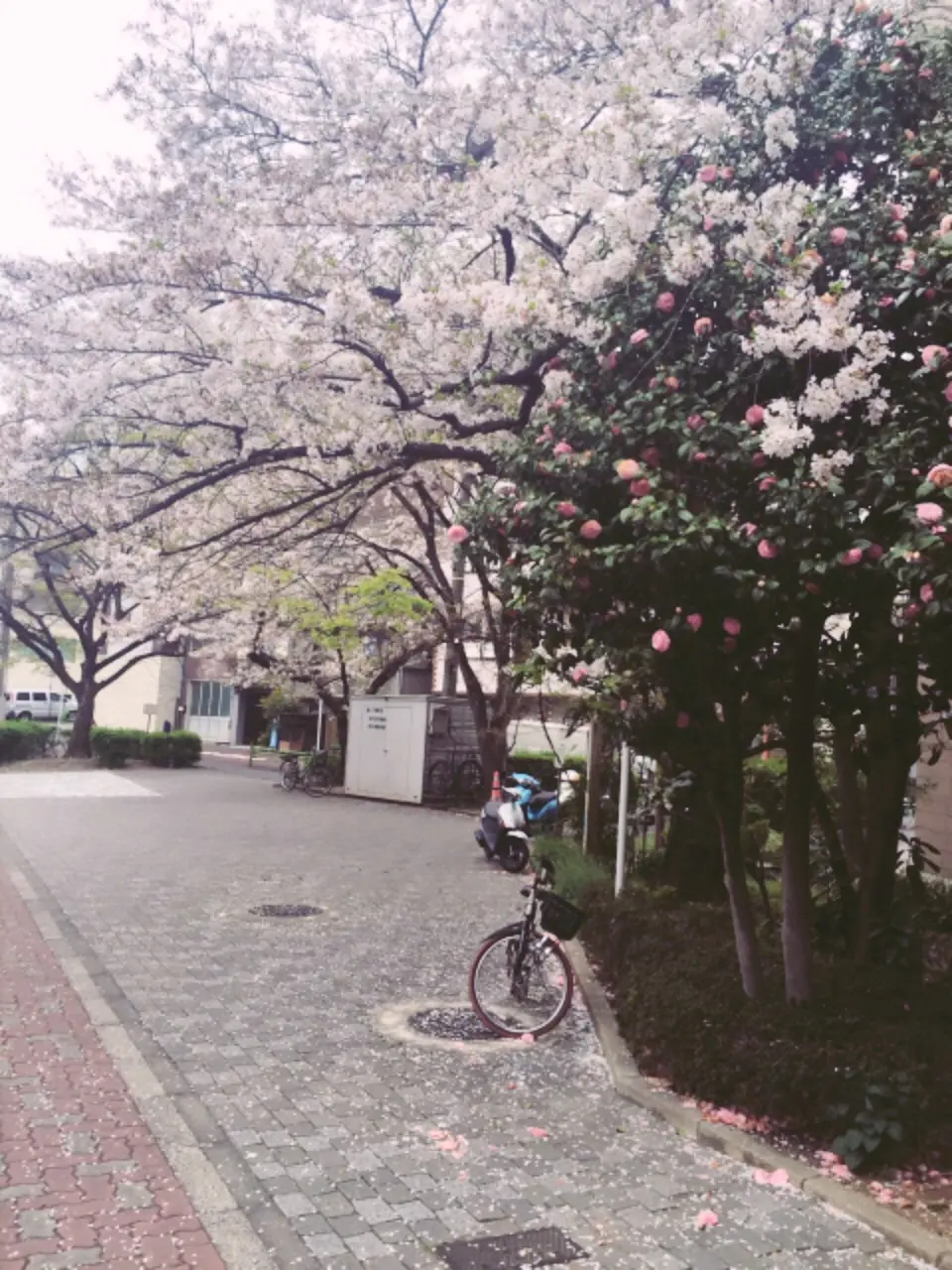 桜の命は短し、恋せよ乙女。_5