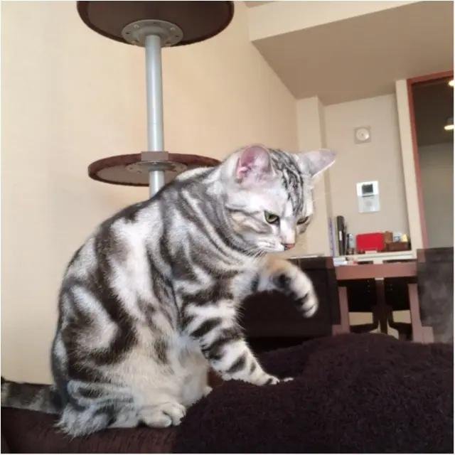 【今日のにゃんこ】アランくんがツボっちゃった遊びって、な〜んだ !?_1