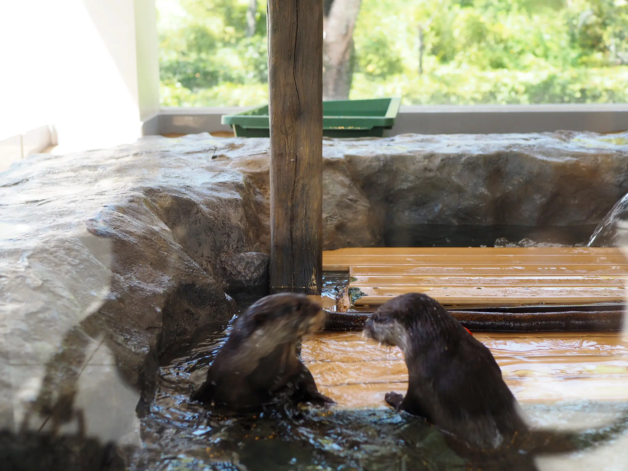 【スタバ×植物園?!】噂のスポット「HANA・BIYORI」徹底レポ!♡ 〜見どころ編〜_16