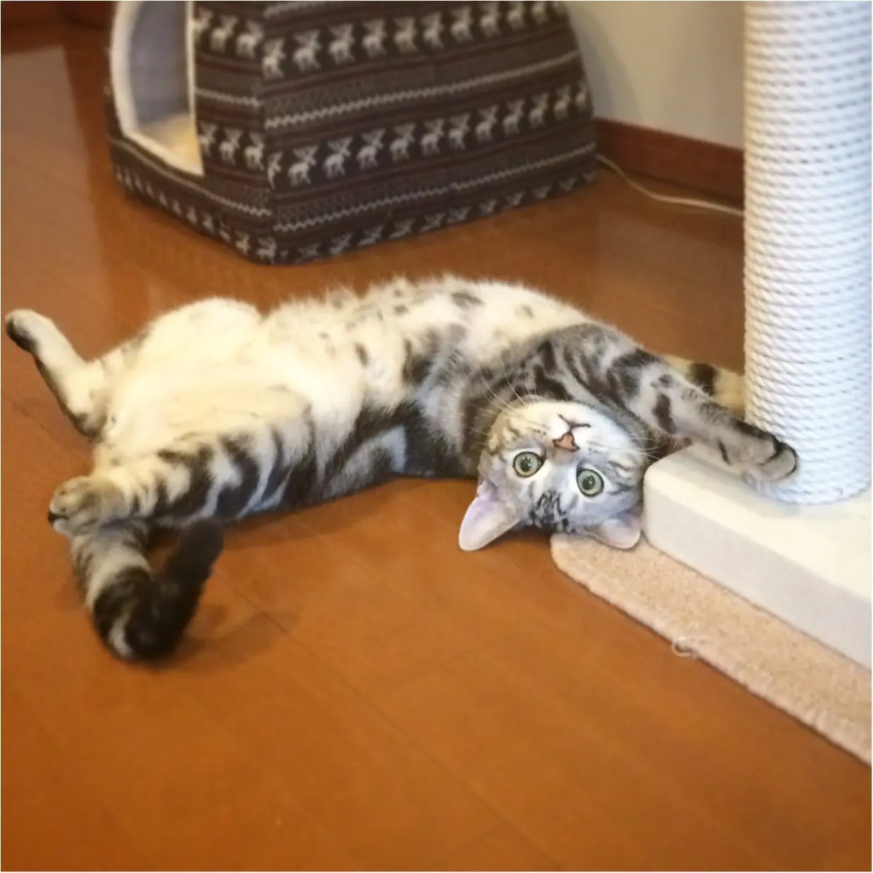 【今日のにゃんこ】セクシーでしょ? アランくん、へそ天の新技を披露!_1