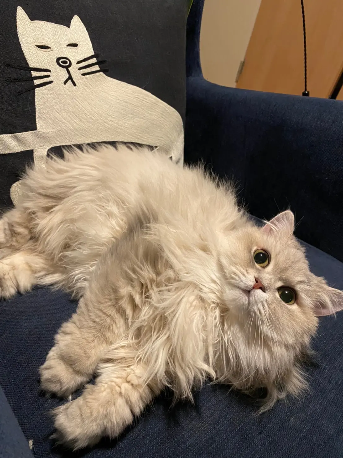 ソファを独り占めする猫・ココンちゃん