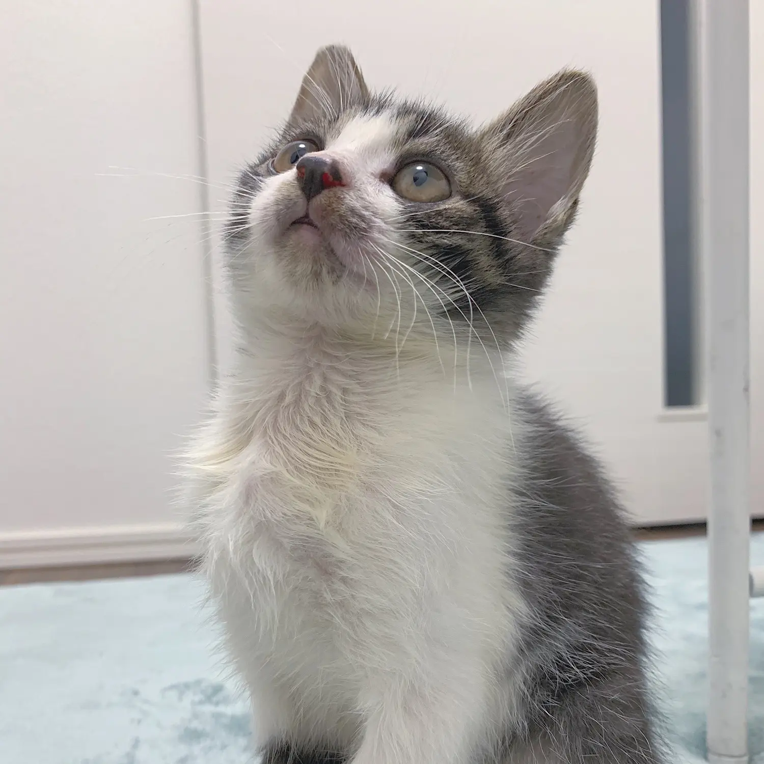 【我が家のペット】にゃんこの成長ビフォーアフター!_2