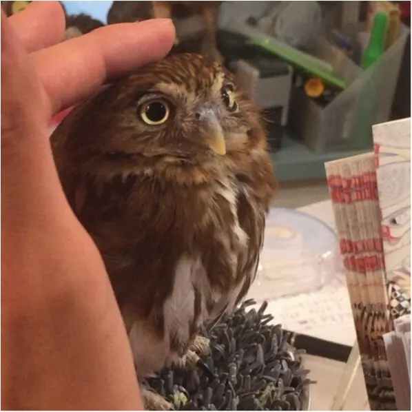 週末の疲れに癒しを...手乗りサイズがかわいすぎる♡【*ふくろうカフェ*】の写真たち☺︎_3