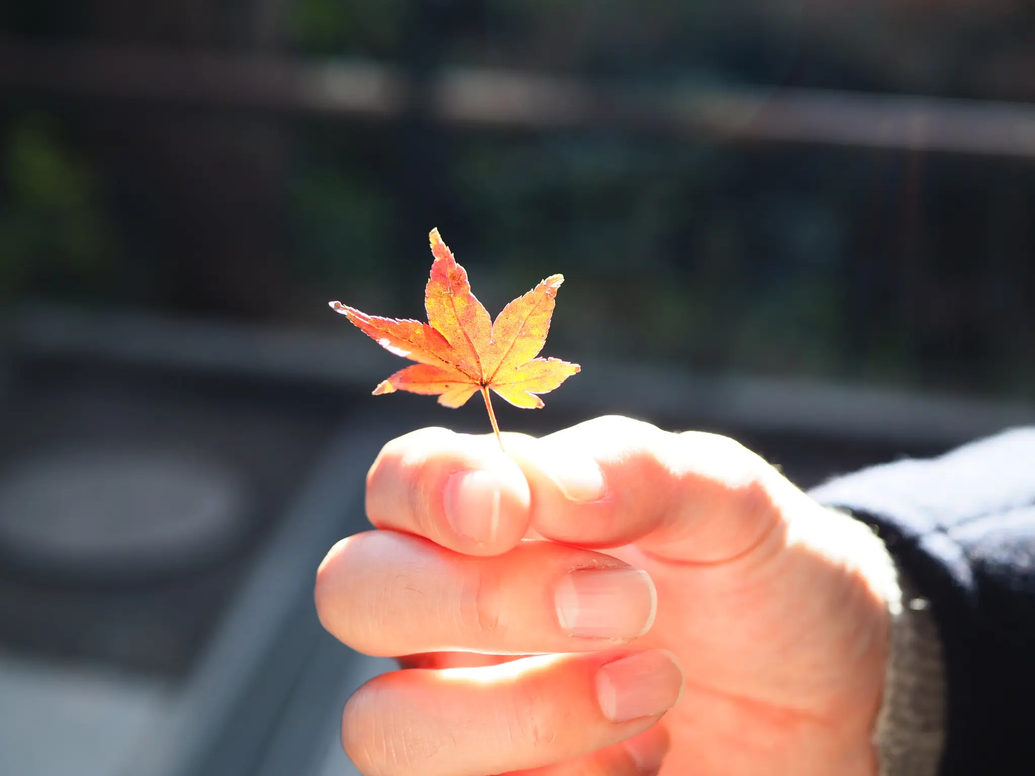 【#秋の鎌倉さんぽ】紅葉の鶴ヶ丘八幡宮♡ あの銀杏に会えるカフェ。_2