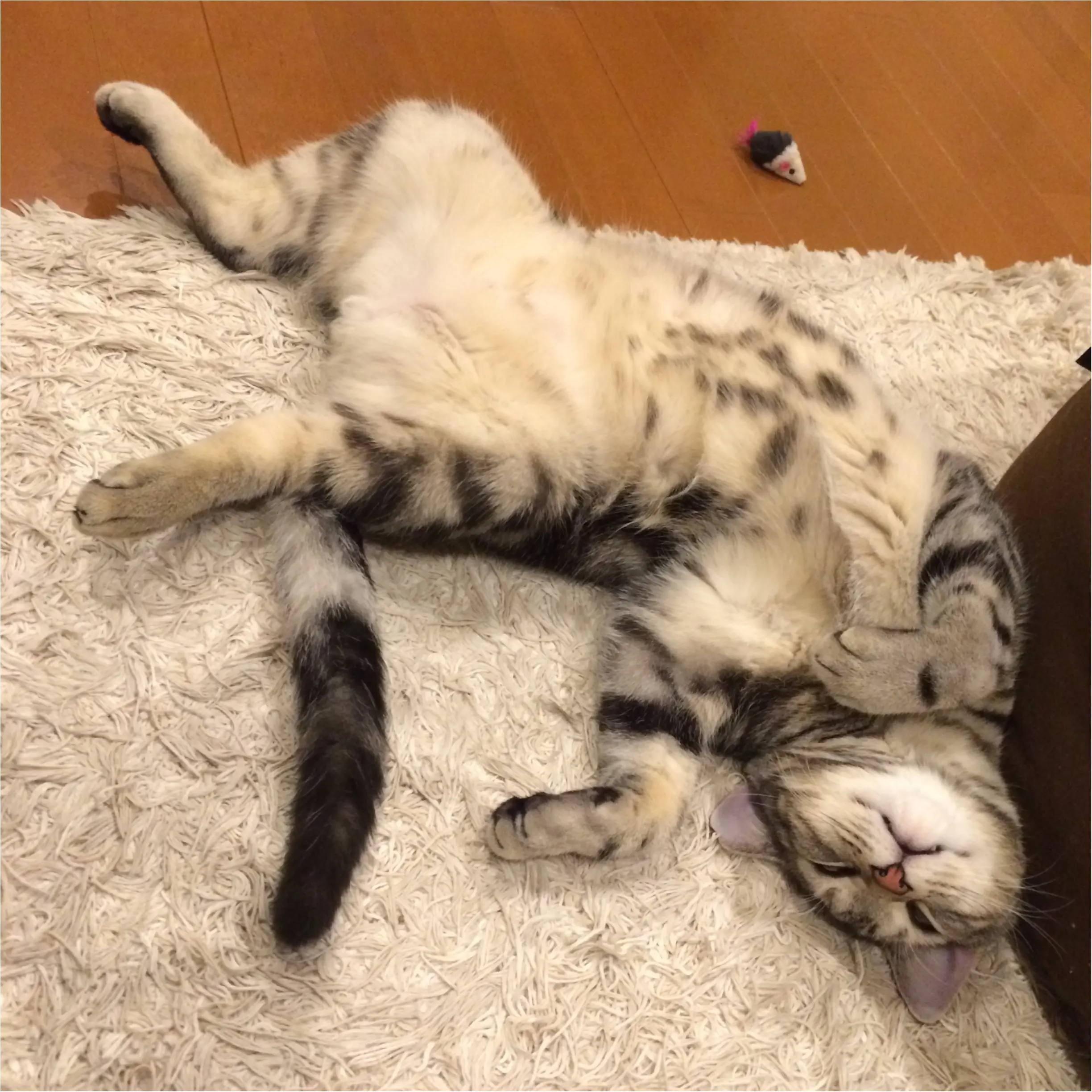 【今日のにゃんこ】溺愛! アランくんが疲れはてるまで遊んじゃうおもちゃとは?_1
