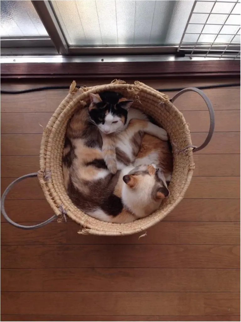 本日のにゃんこ ゆきちゃんとちよちゃん_1