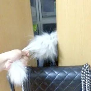 本日のにゃんこ カイくん_1