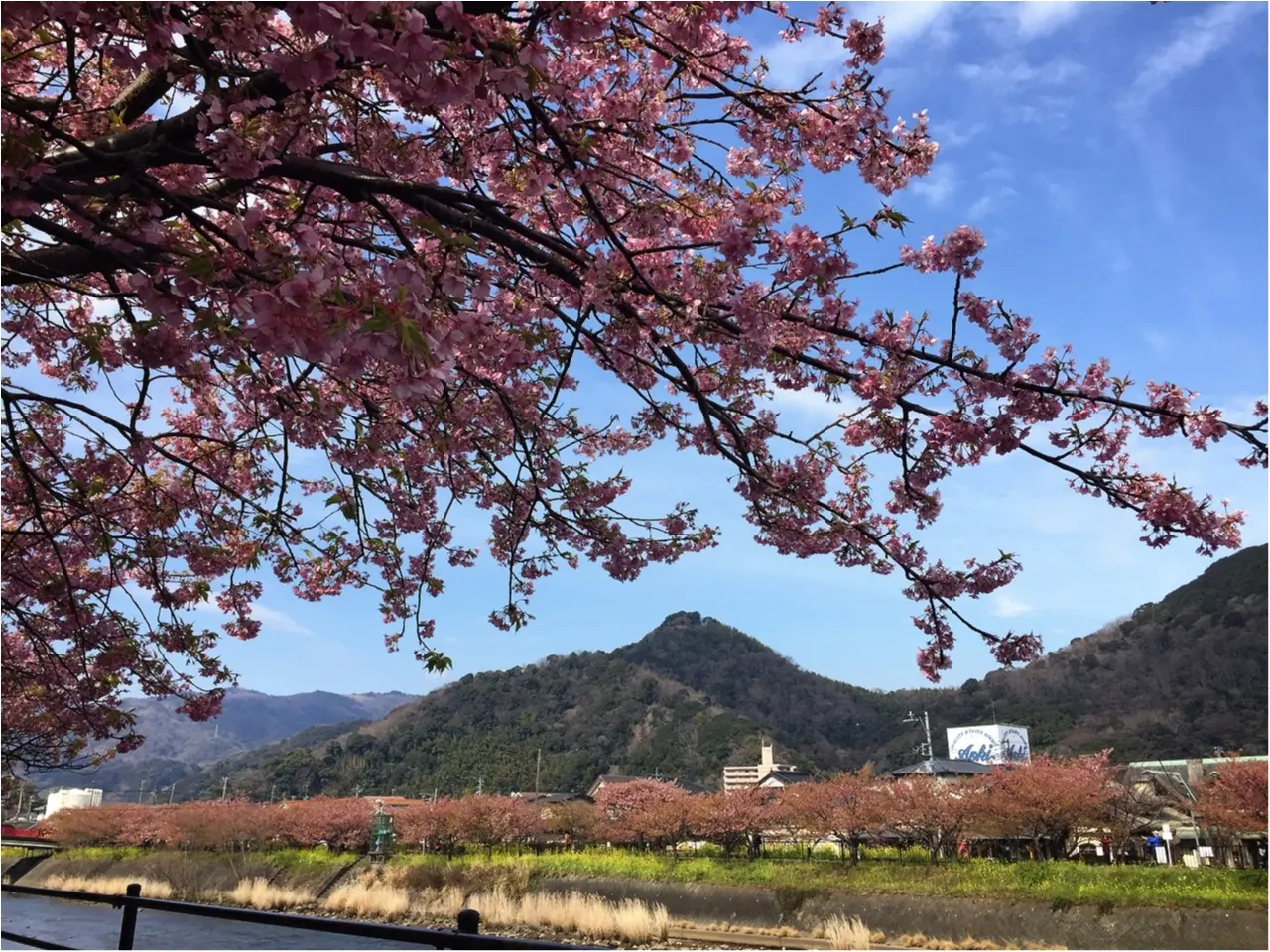 春の訪れを感じに…『河津桜まつり』へ行ってきました♡*_4