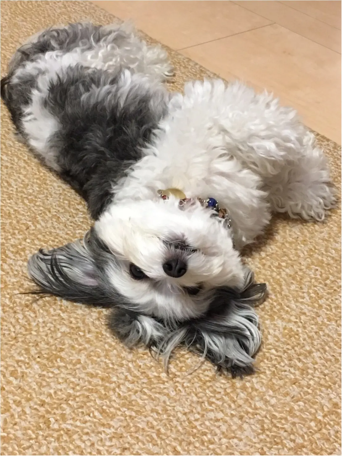 【今日のわんこ】あそぼあそぼ♡ 甘えん坊太郎くん♪_1