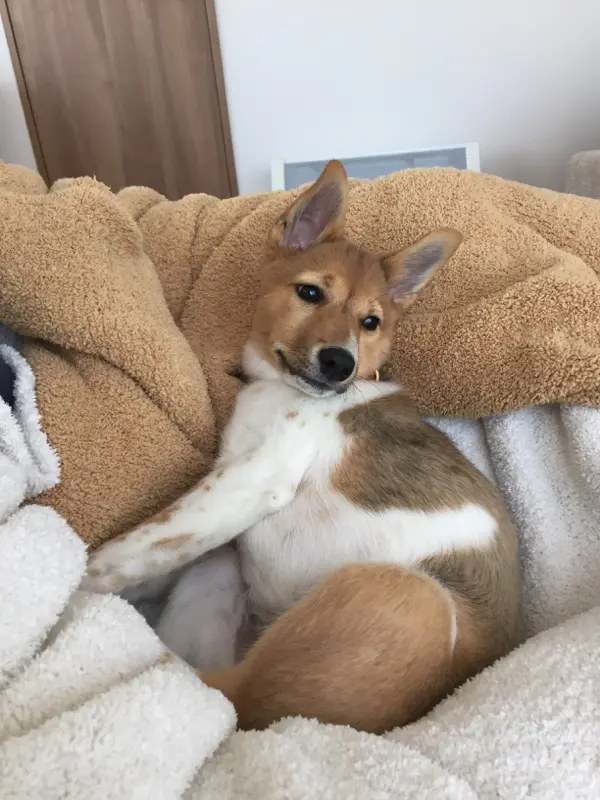 本日のわんこ こだまちゃん_1