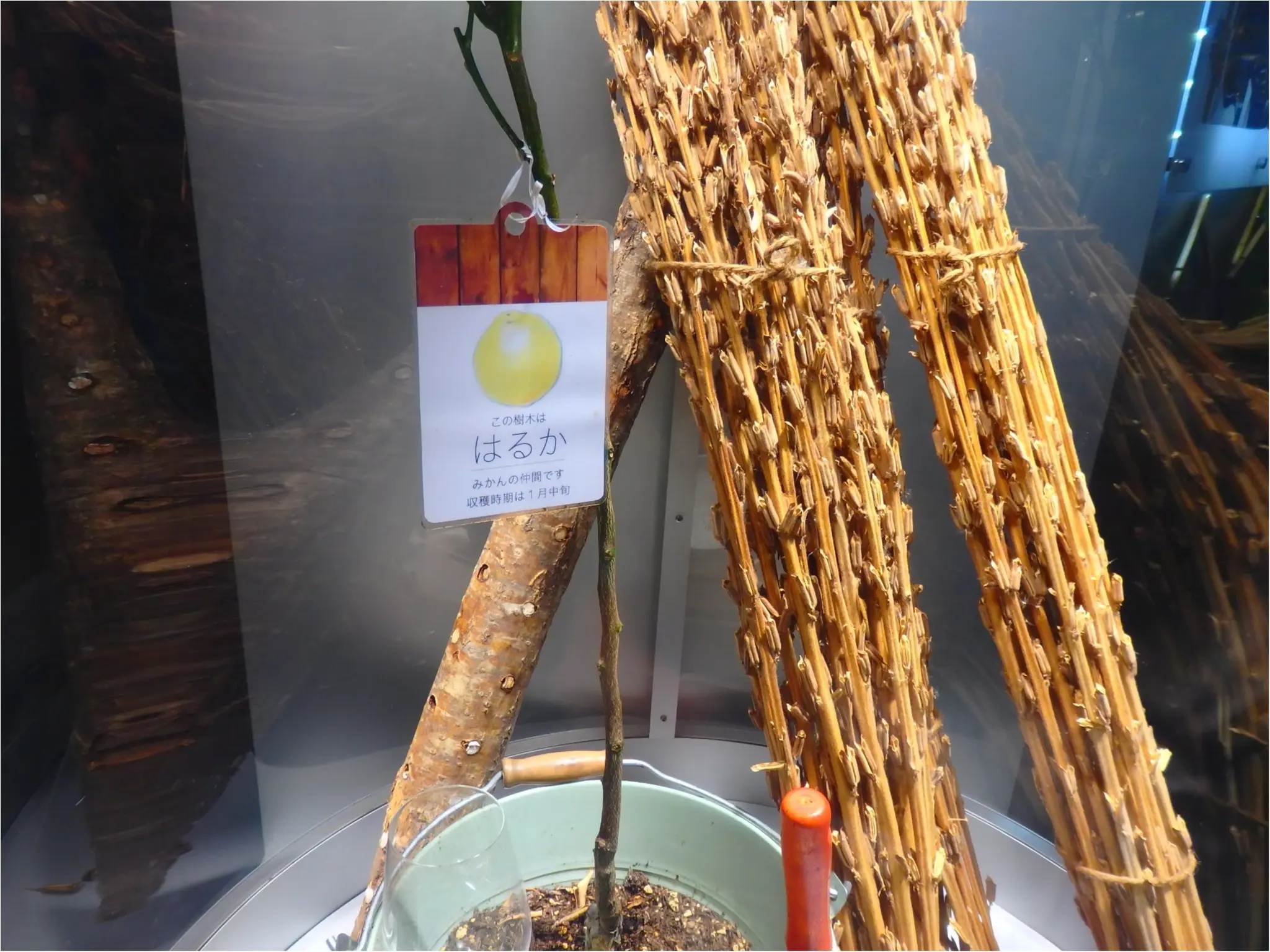 【感動】野菜嫌いが「野菜大好き!」になるお店、知ってる?_20