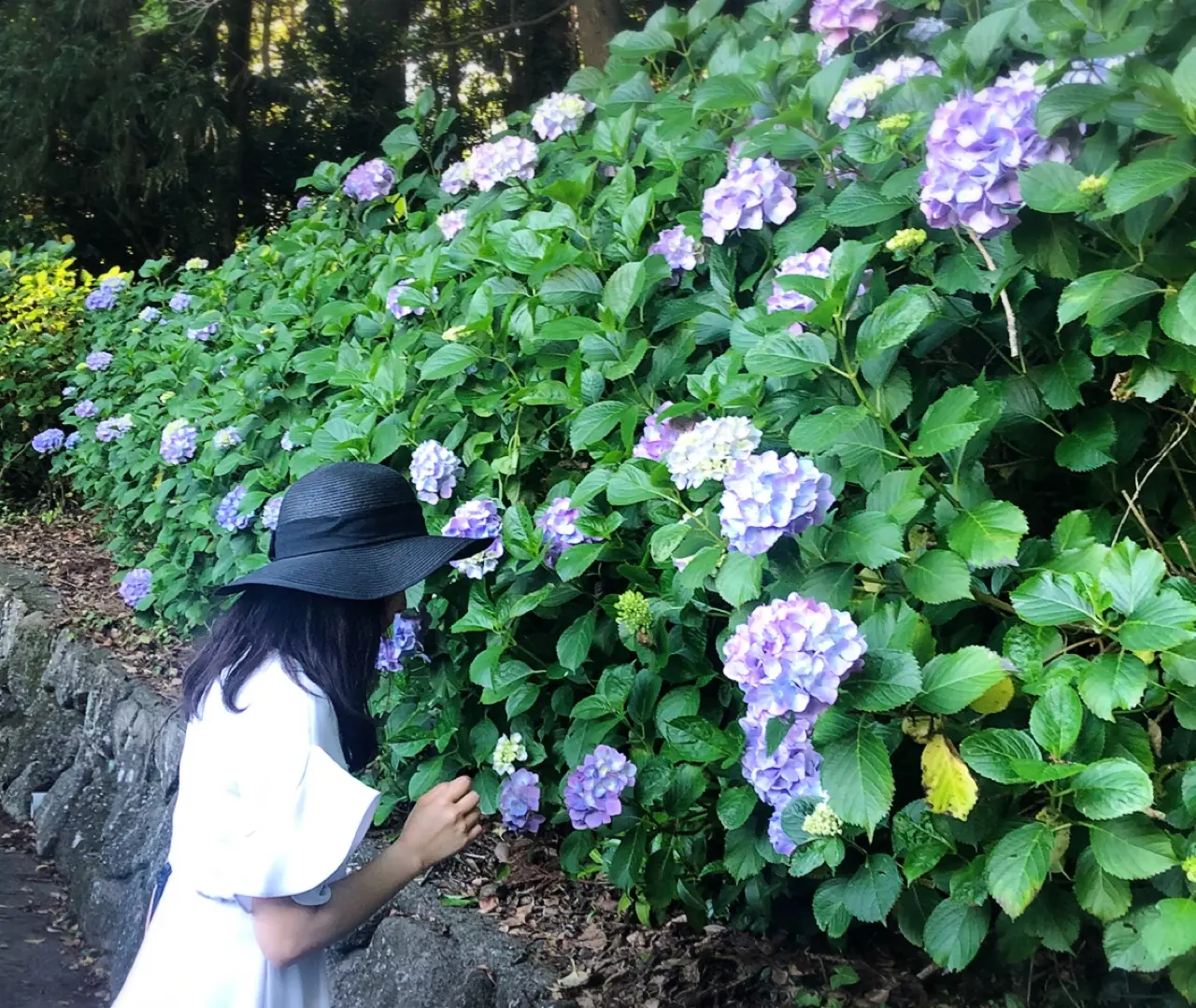 【#静岡】シーズン真っ只中♡4000株の満開のアジサイが可愛すぎる癒し空間へ行ってきました❁_4