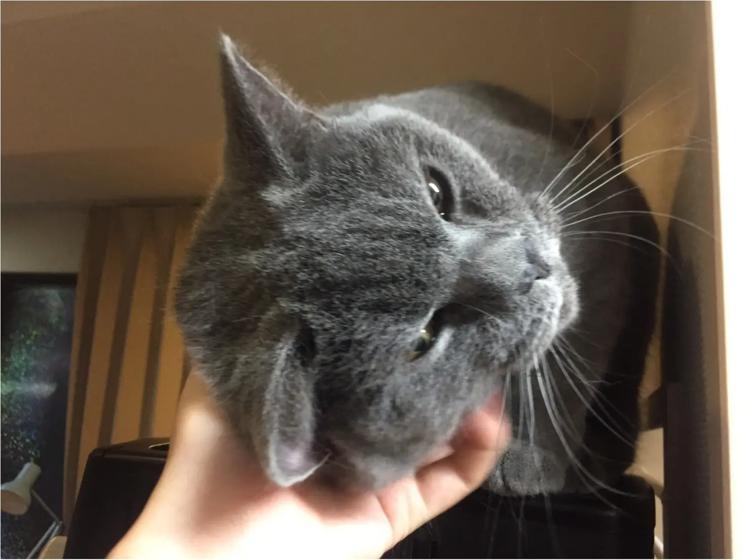 【今日のにゃんこ】たまらない! レオくんが夢中なあのことって?_1