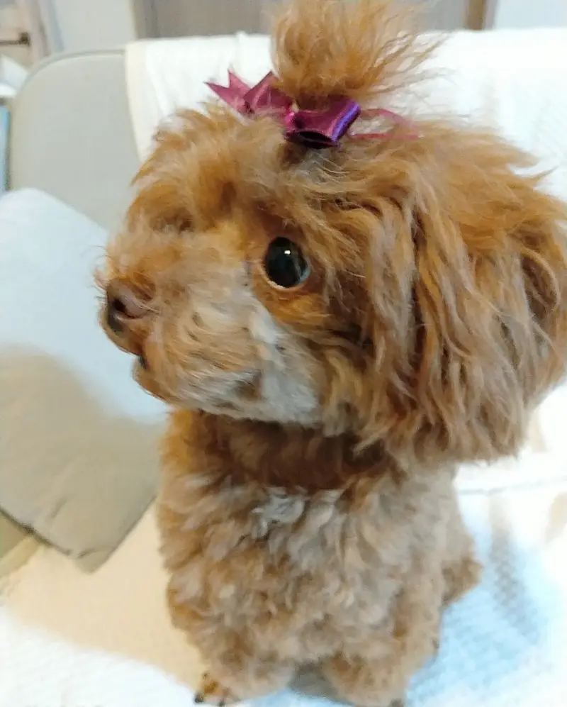 トリミング後の犬・テテちゃん