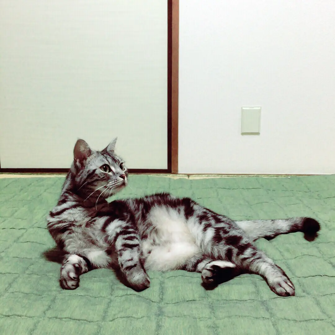 本日のにゃんこ チュルちゃん アメリカンショートヘアー_1