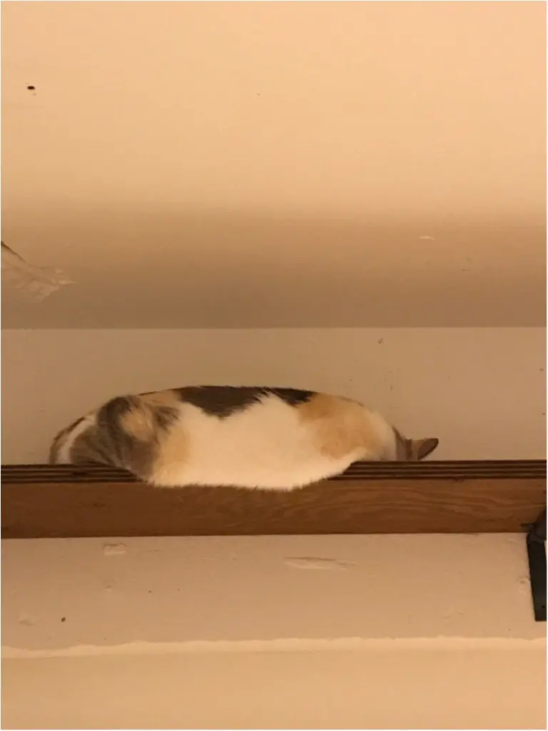 【今日のにゃんこ】もっちもち♡ 冬毛になったゆきちゃん_1
