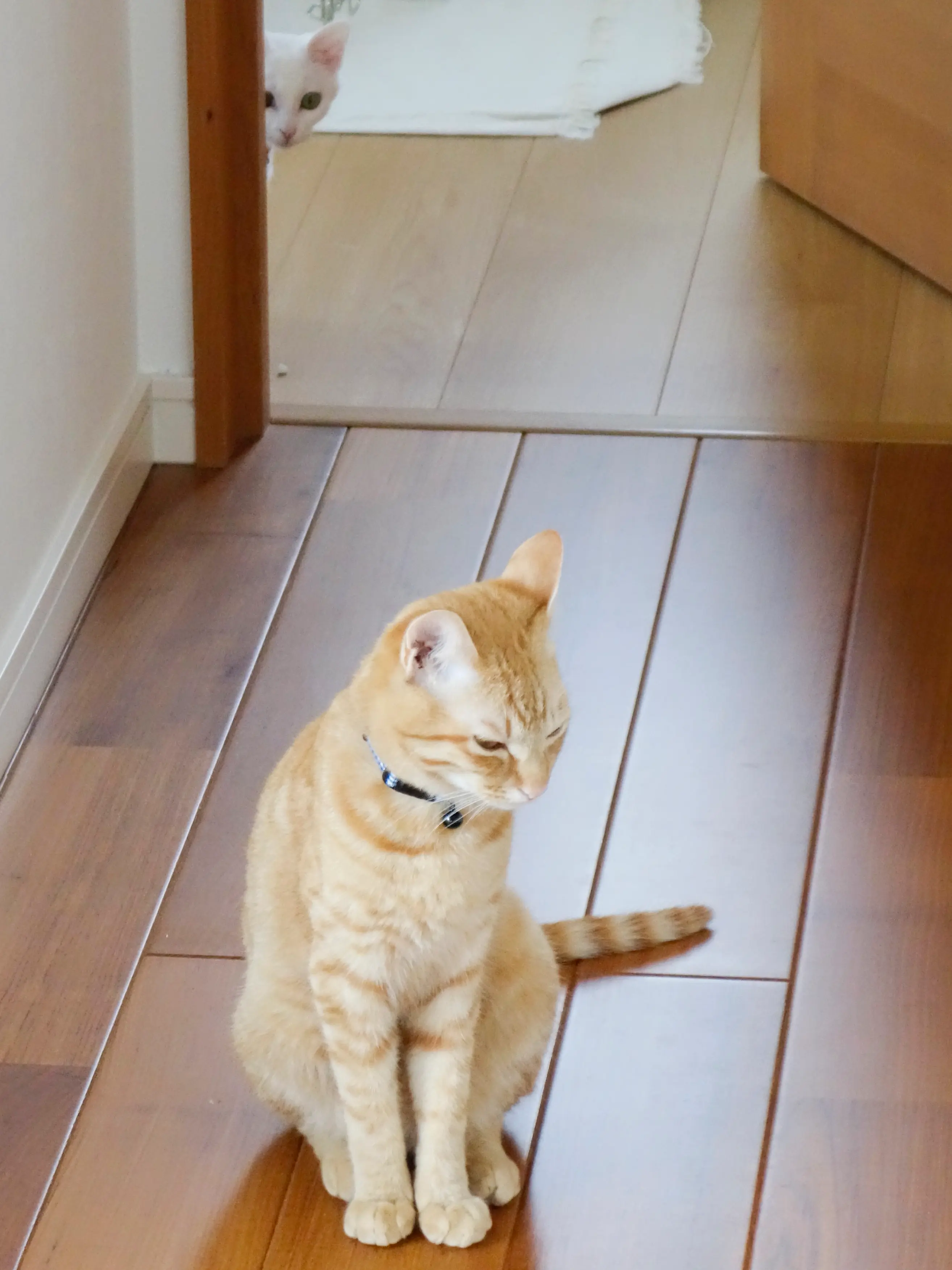 本日のにゃんこ ちゃとらんくんとしっぽちゃん_1