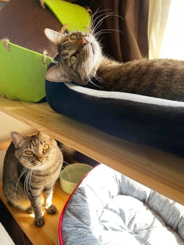 猫型の爪研ぎに2匹仲良く乗っている雑種猫・がんくんとサンちゃん