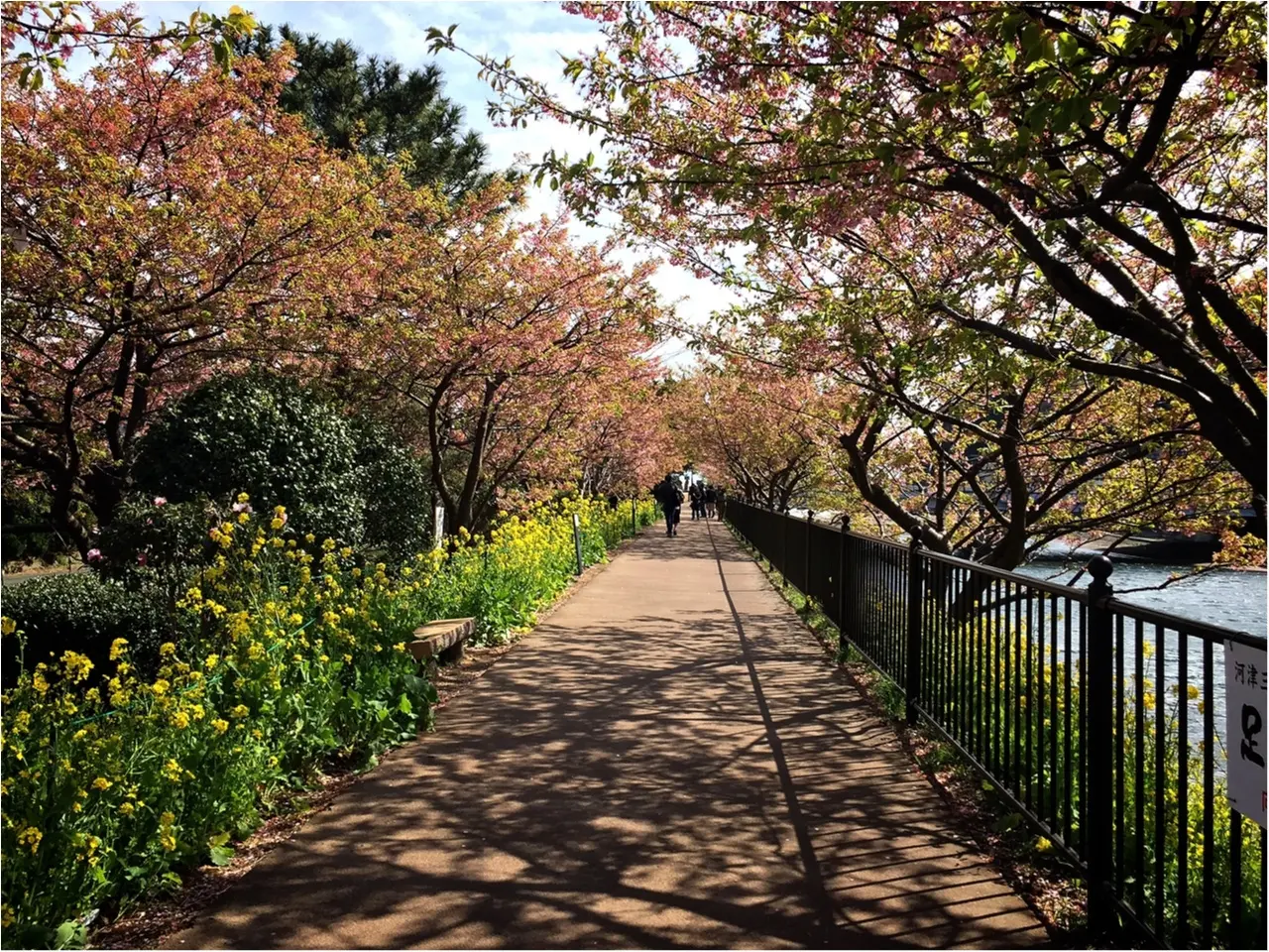 春の訪れを感じに…『河津桜まつり』へ行ってきました♡*_3