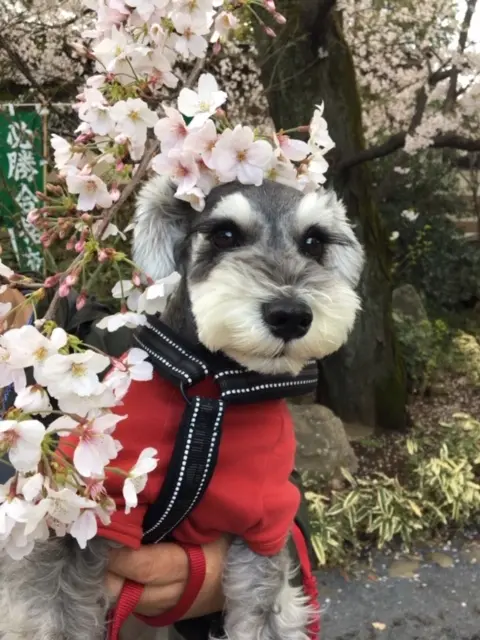 【今日のわんこ】サクラ×桜♡ 桜の季節を楽しんだサクラちゃん_1