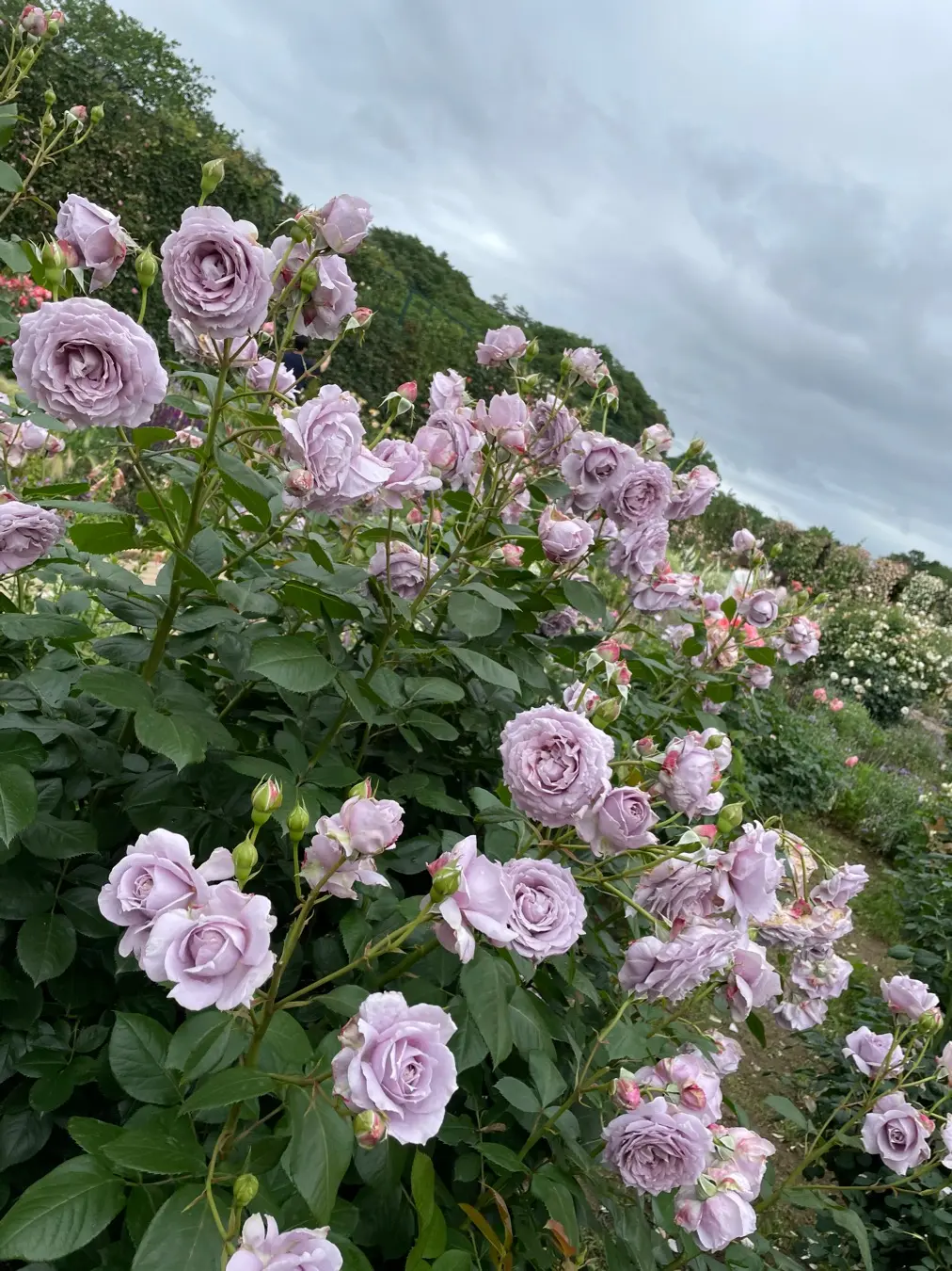 【薔薇満開】あしかがフラワーパークに行ってきました_6
