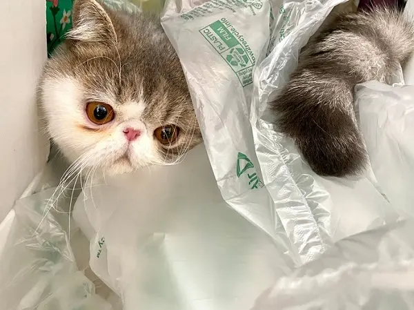 ダンボールの中、緩衝材に埋もれる猫・こたつくん