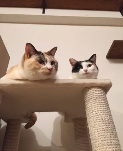 【今日のにゃんこ】じーーーーー。ゆきちゃんとちよちゃんが動かない理由って?_1