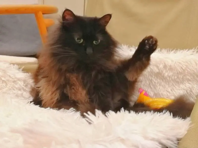 片足をピンと伸ばしている猫・ゆらちゃん