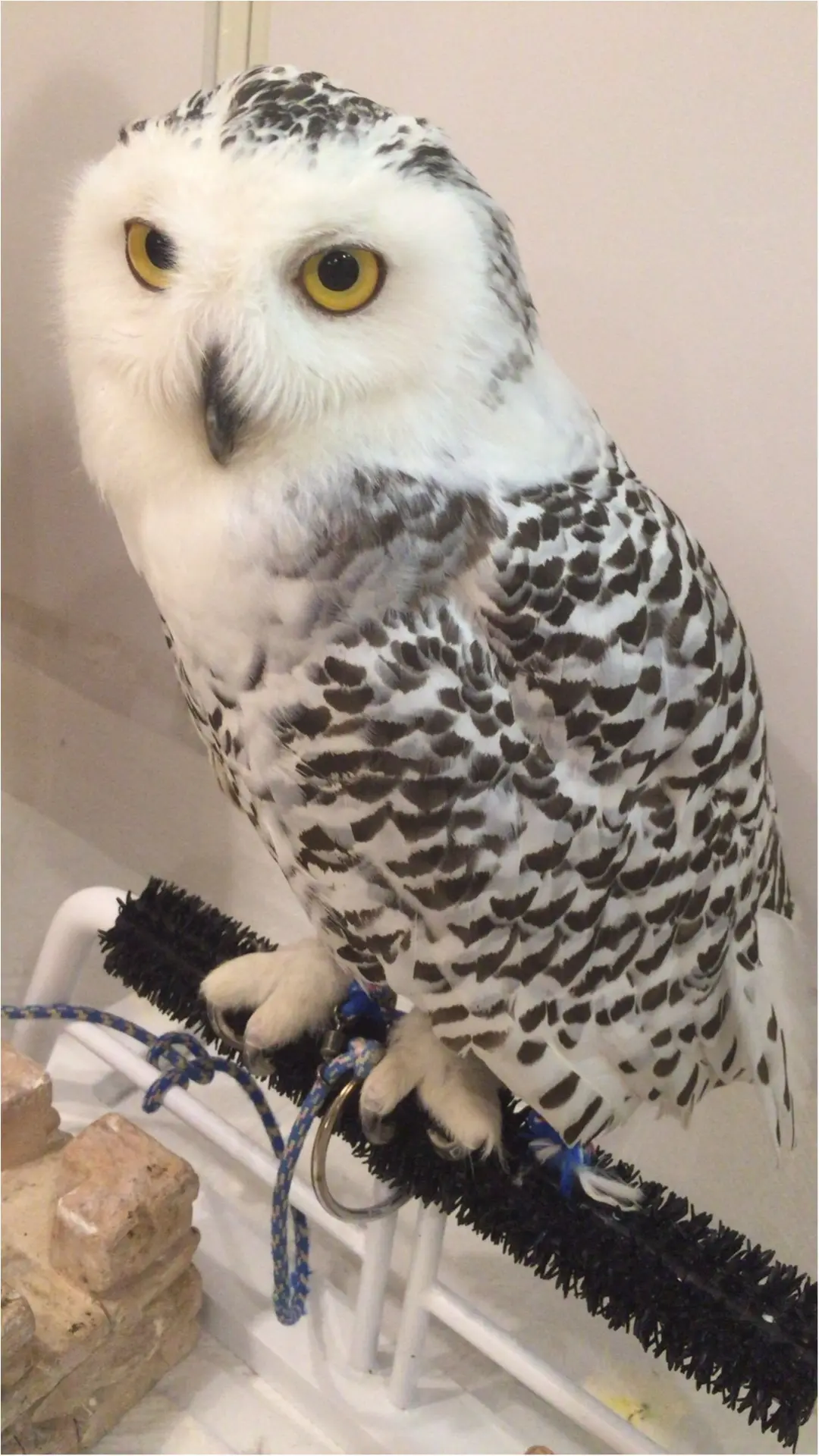 週末の疲れに癒しを...手乗りサイズがかわいすぎる♡【*ふくろうカフェ*】の写真たち☺︎_9
