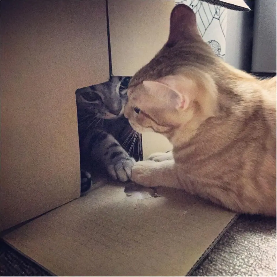 今日のにゃんこ さらんくん&ぽぽくん_1