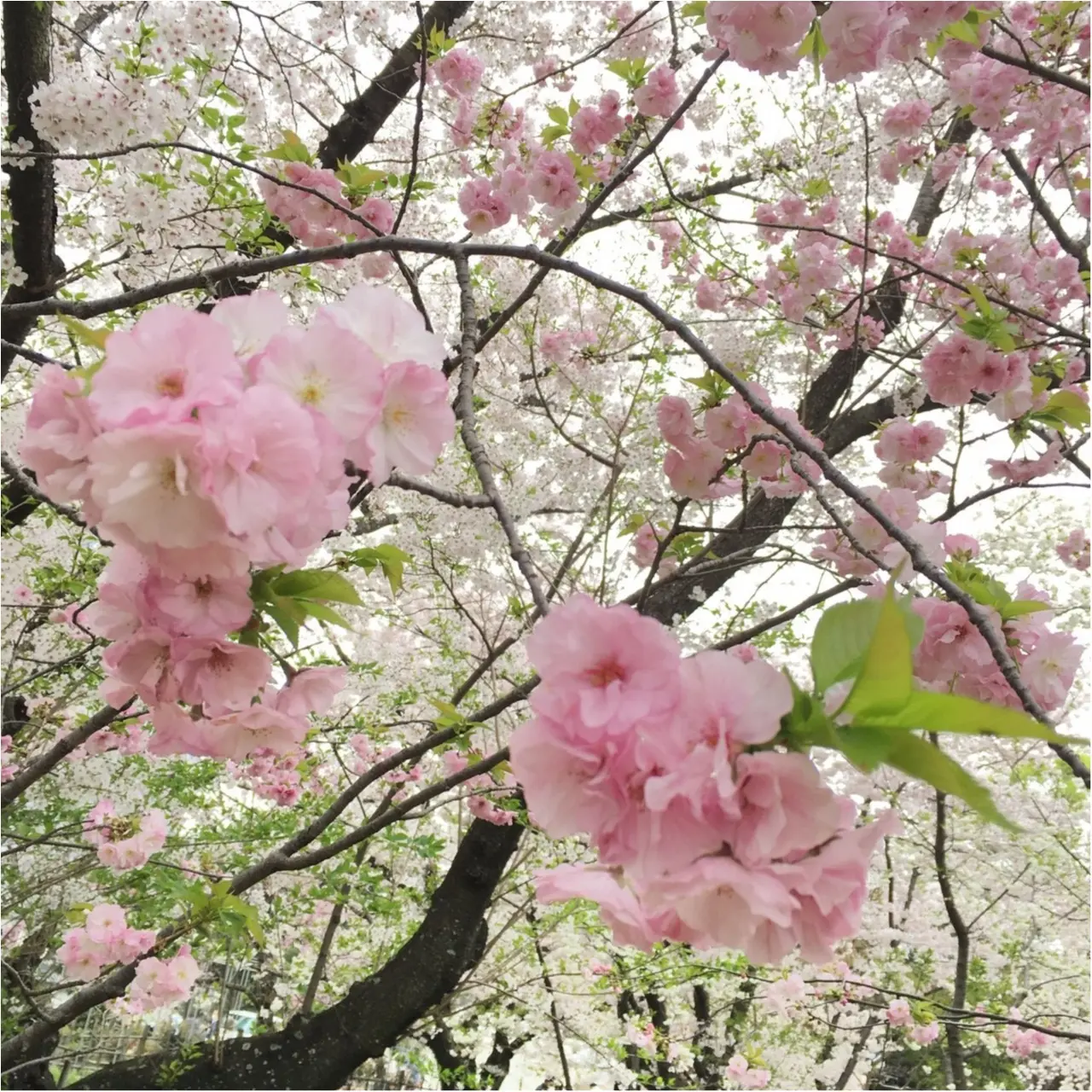 《公園はしご旅》in 福岡 今が見頃!とっておきの桜スポットをご紹介!!_1