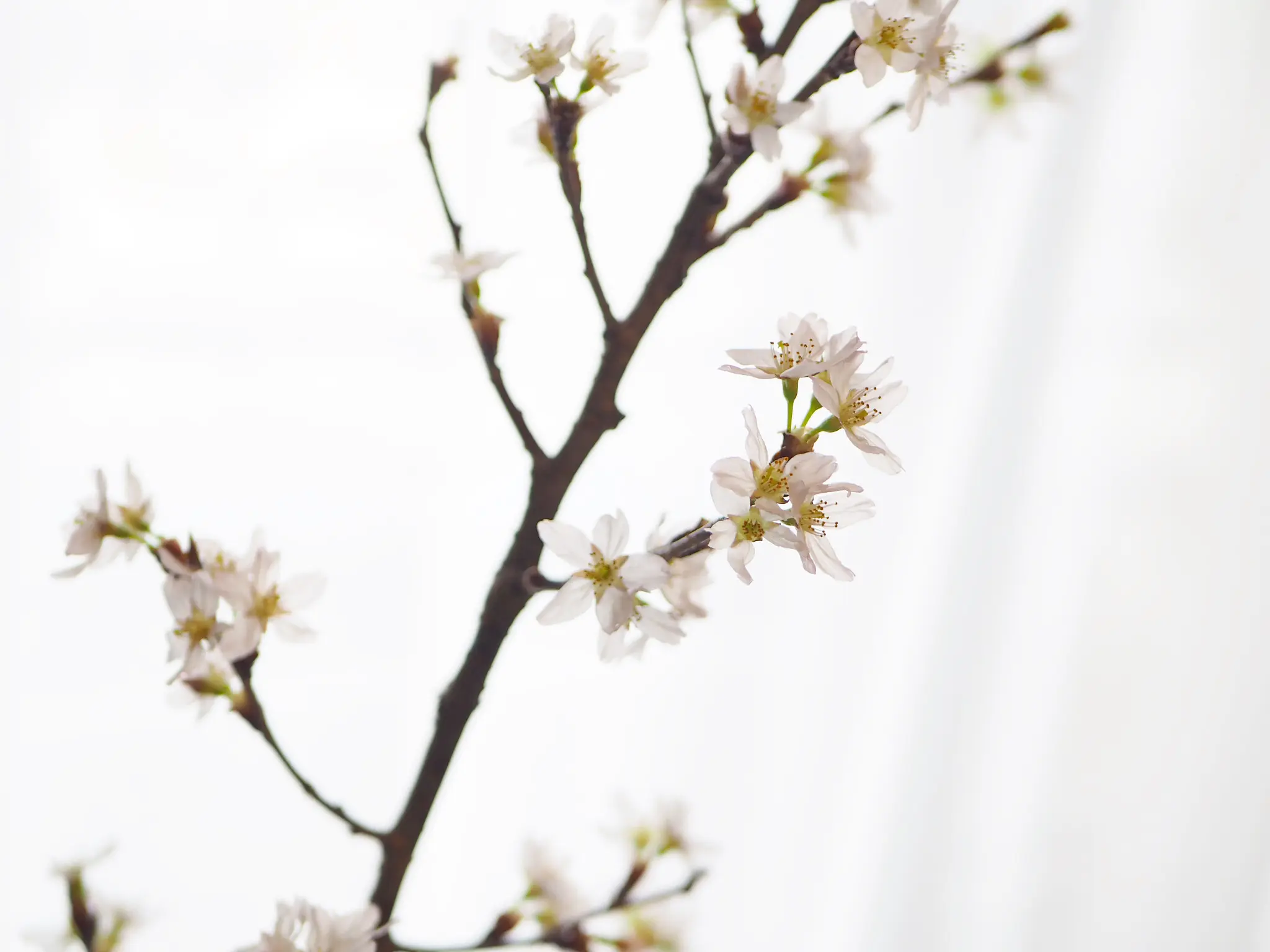 【おうちでお花見♡】AOYAMA FLOWER MARKETの桜が咲きました♩_7