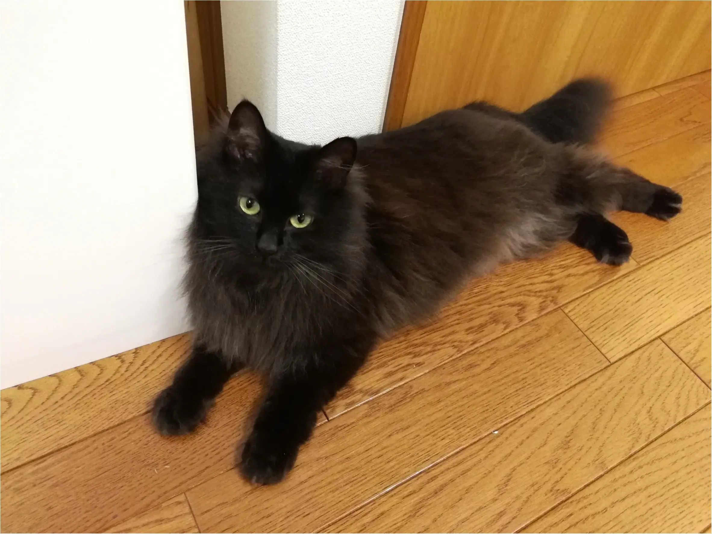 【今日のにゃんこ】夏っていつ終わる? 暑くてバテぎみなゆらちゃん_1