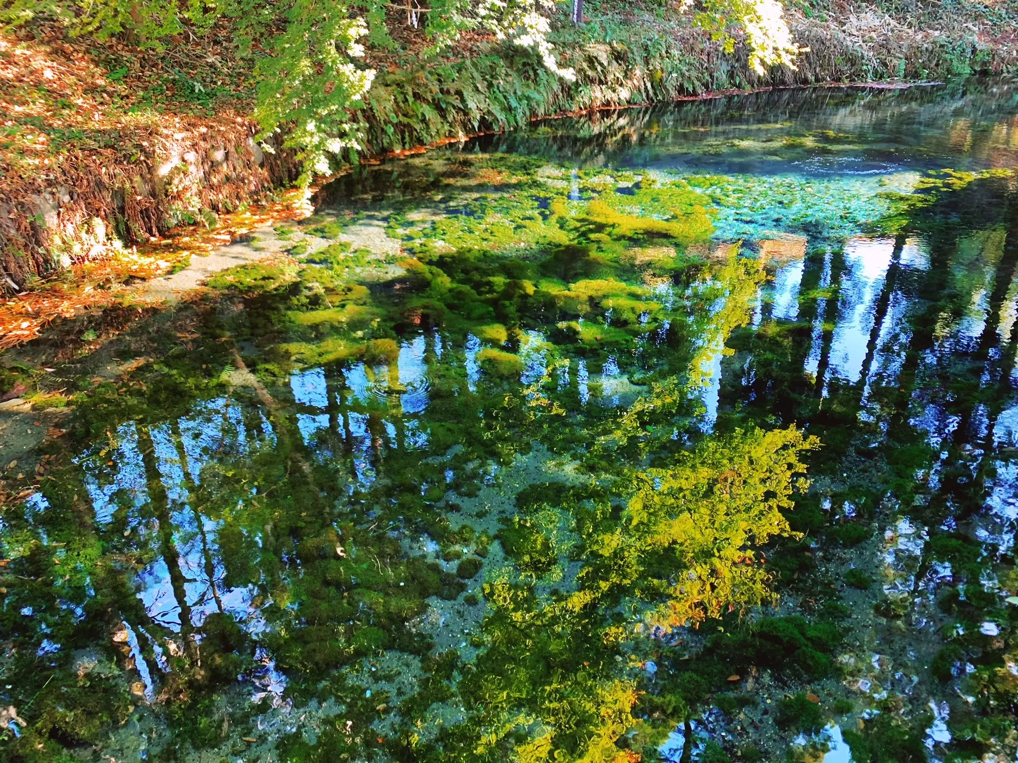 【女子旅】煌めく水面が幻想的!名水百選にも選ばれた水源が綺麗♡_3