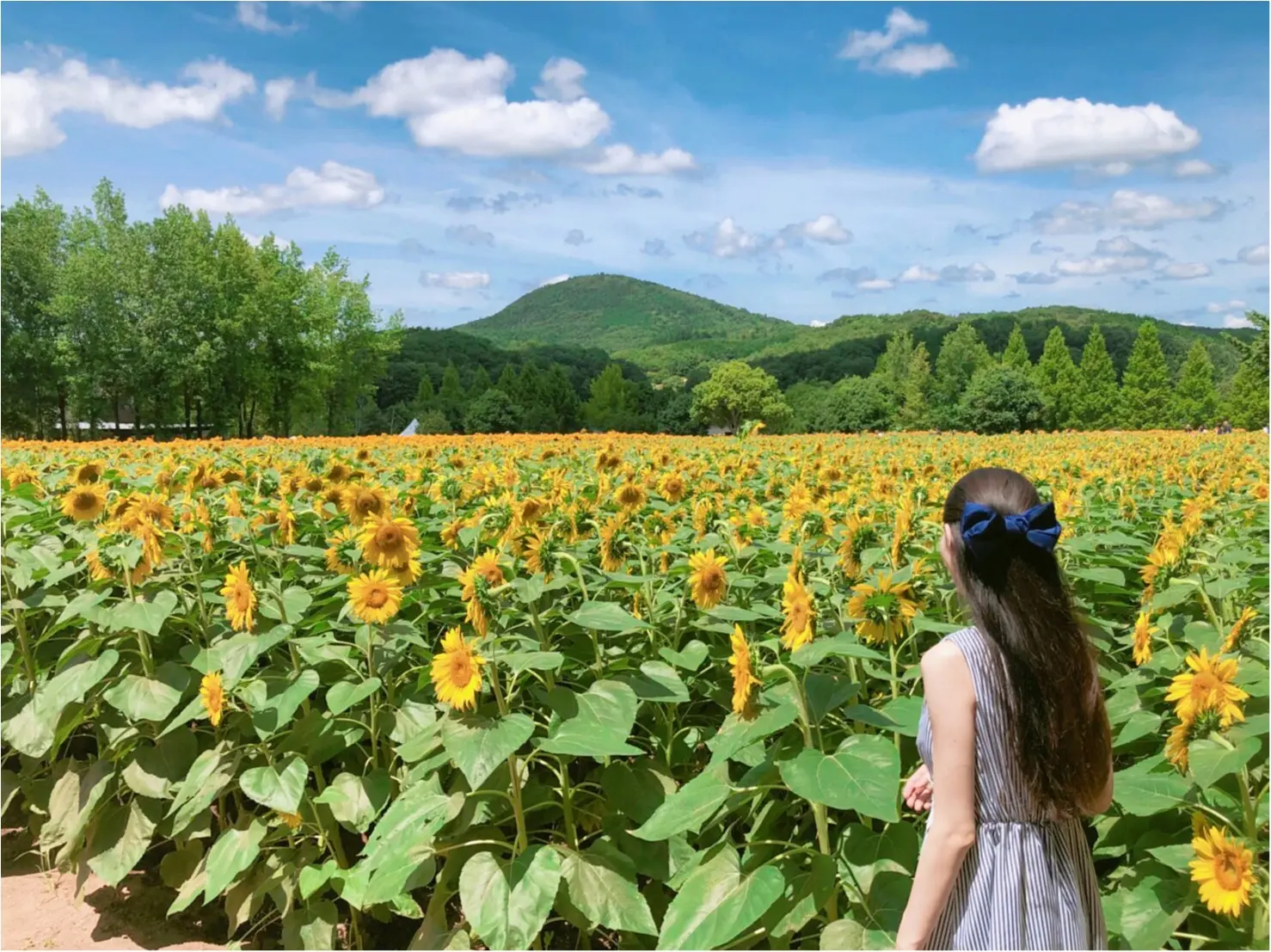 美しい夏の絶景♡ 100万本のひまわりが一面に広がる『ひまわり畑』が見たい♡♡_2