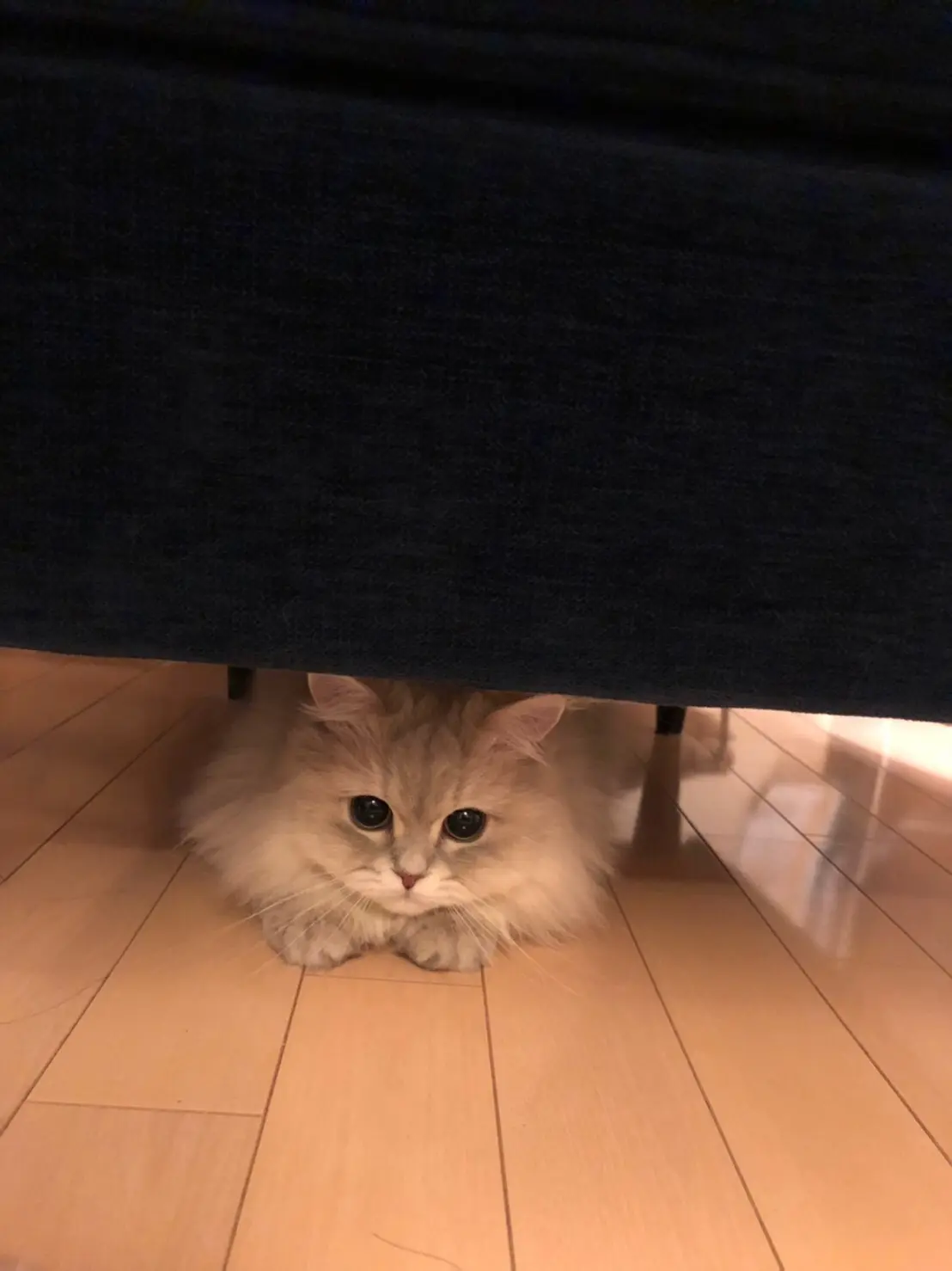 【今日のにゃんこ】大好きなオモチャを目の前に、大興奮なココンちゃん_1