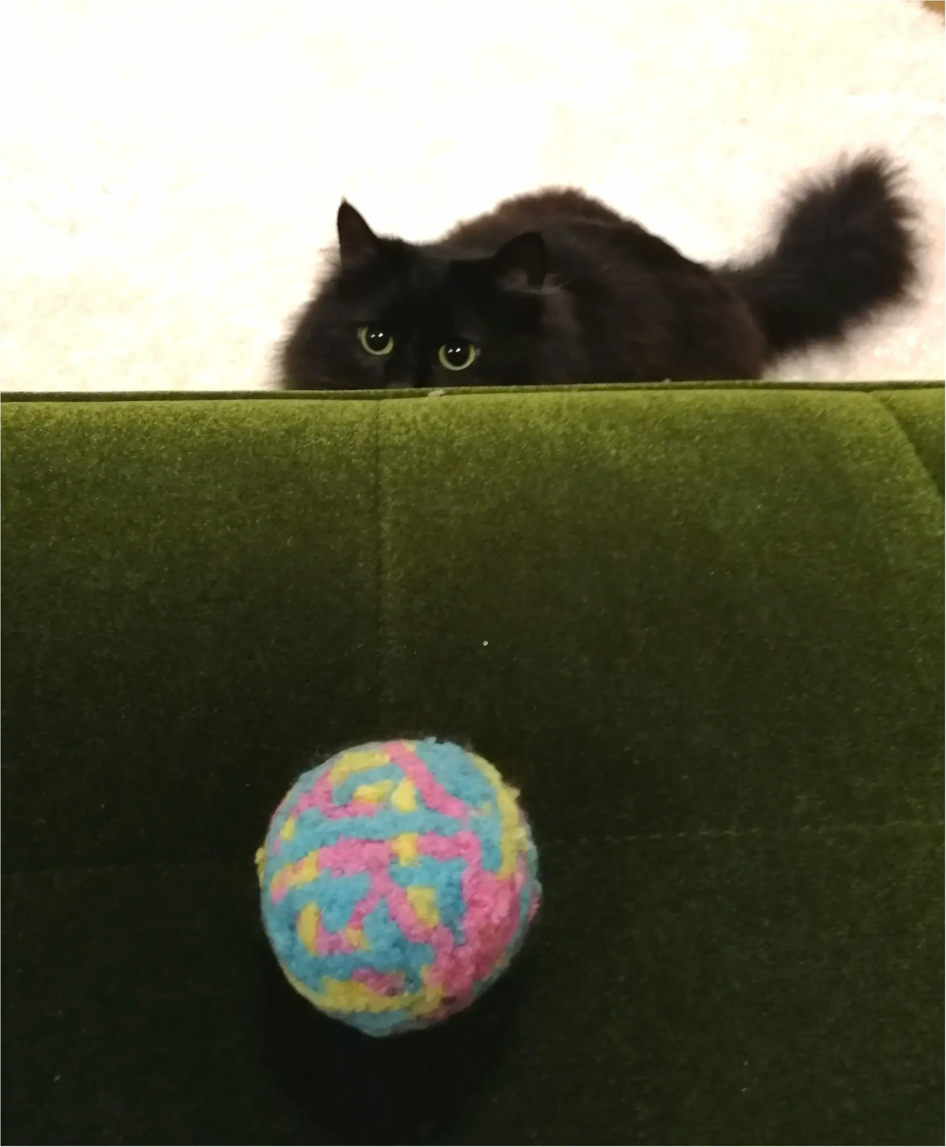 【今日のにゃんこ】狙いを定めて……! ゆらちゃんとボール♡_1