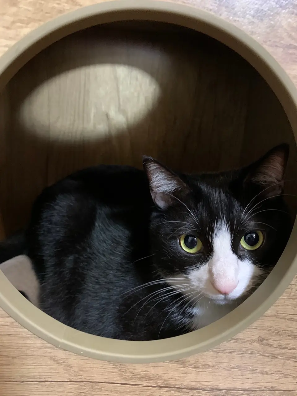 キャットタワーに隠れ、スナイパーのように目つき鋭いルウくん