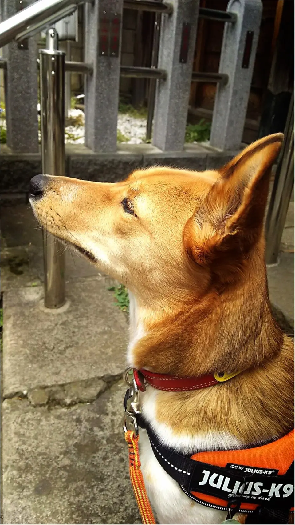 【今日のわんこ】夏の気配♡ こだまちゃんの横顔♪_1